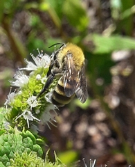 Andrena hirticincta