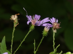 Symphyotrichum phlogifolium