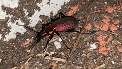 Carabus smaragdinus