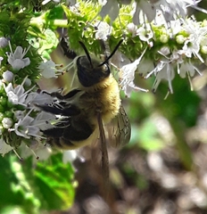 Andrena hirticincta
