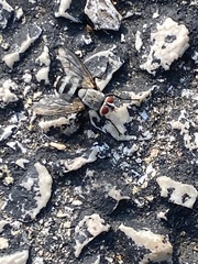 Microphthalma disjuncta