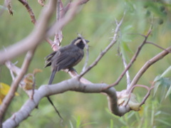 Saltator aurantiirostris