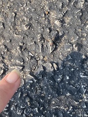 Microphthalma disjuncta