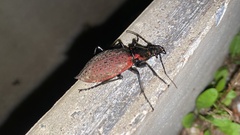 Carabus smaragdinus