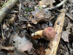 Neoboletus luridiformis