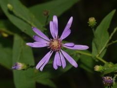 Symphyotrichum phlogifolium