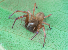 Trachelas tranquillus