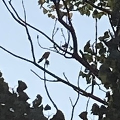 Falco sparverius