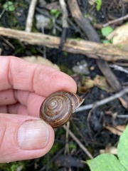 Webbhelix multilineata