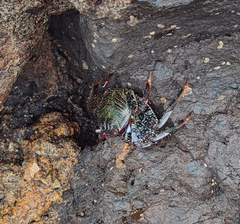 Grapsus adscensionis
