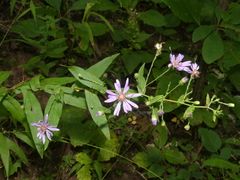 Symphyotrichum phlogifolium