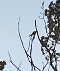 Falco sparverius