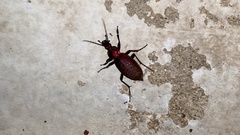 Carabus smaragdinus