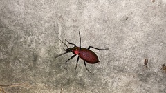 Carabus smaragdinus