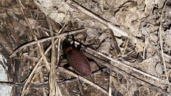 Carabus smaragdinus
