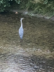 Ardea cinerea