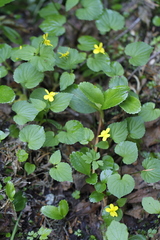 Viola glabella