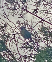 Saltator aurantiirostris