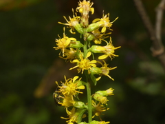 Solidago erecta