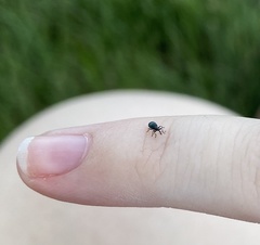 Ischnopterapion virens