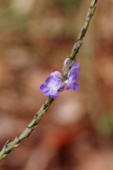 Stachytarpheta cayennensis