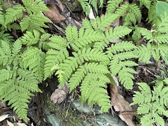 Tectaria devexa