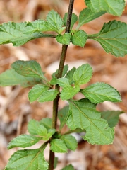 Stachytarpheta cayennensis