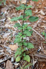 Stachytarpheta cayennensis