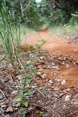 Stachytarpheta cayennensis