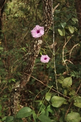 Ipomoea procurrens