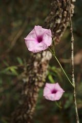 Ipomoea procurrens