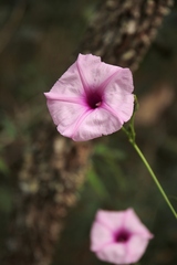 Ipomoea procurrens