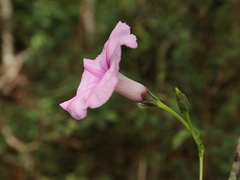 Ipomoea procurrens