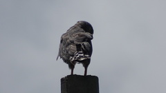 Buteo plagiatus