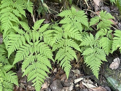 Tectaria devexa