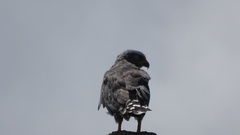 Buteo plagiatus