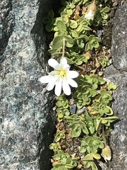 Cerastium uniflorum