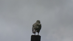 Buteo plagiatus