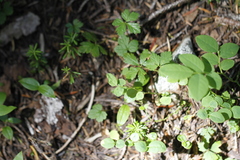 Rubus pedatus