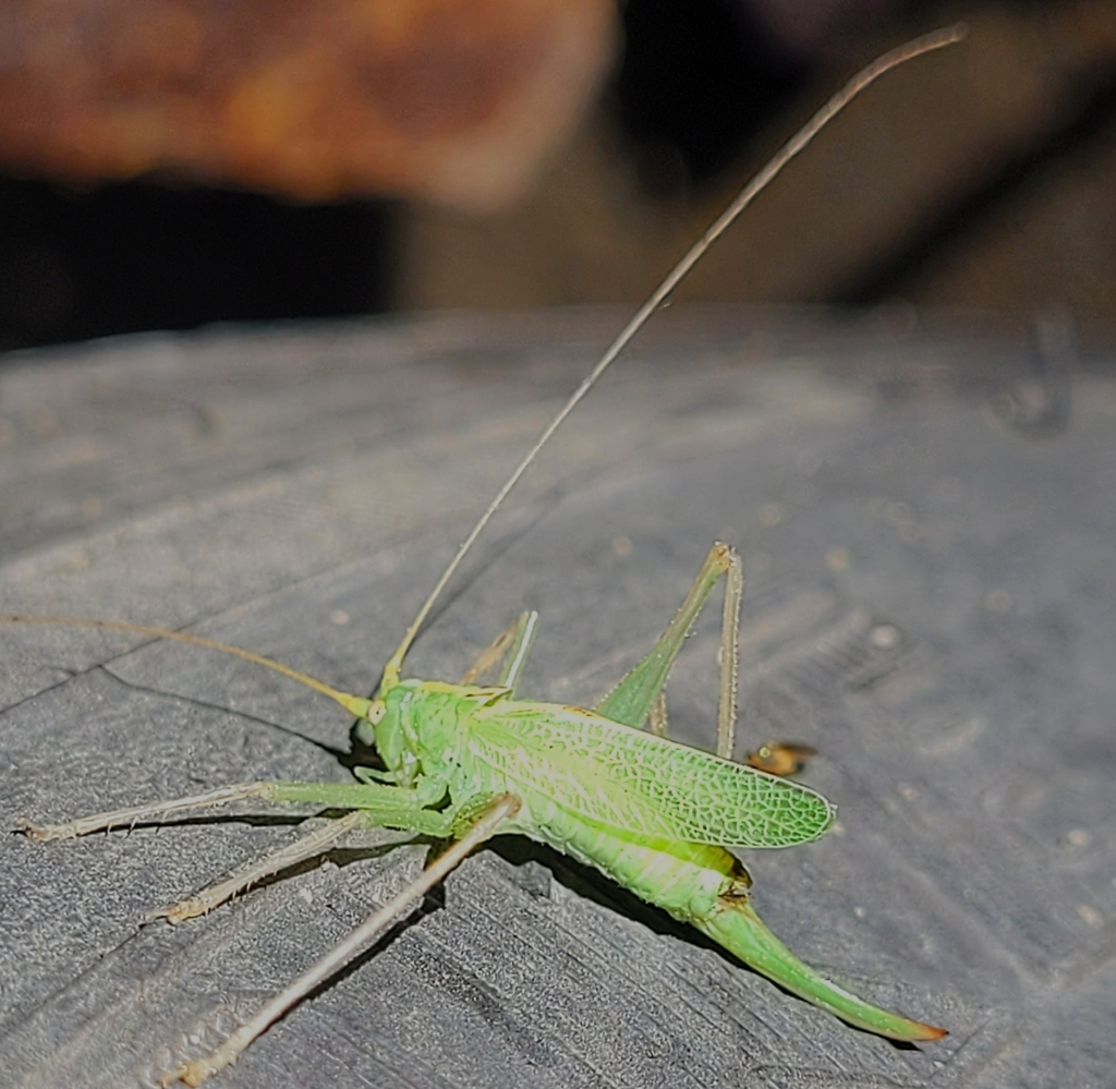 Oak Bush-cricket from Lanesborough, MA, USA on September 1, 2022 at 08: ...