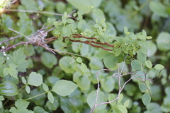 Calyptospora columnaris