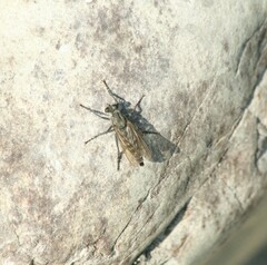 Asilidae
