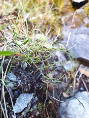 Equisetum scirpoides