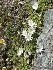 Cerastium uniflorum