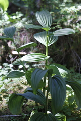 Veratrum viride