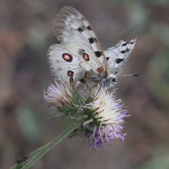 Parnassius apollo
