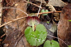 Corybas trilobus aggregate