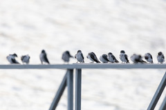 Tachycineta albilinea