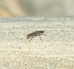 Asilidae