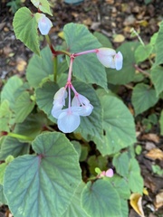 Begonia grandis